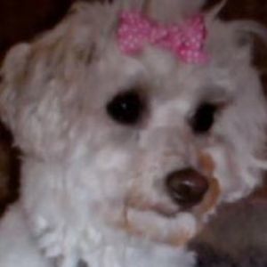 Meet your Posher, Dove